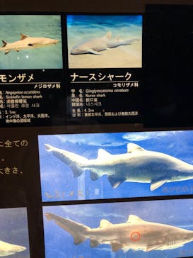 アクアワールド茨城県大洗水族館に投稿された画像（2024/2/29）