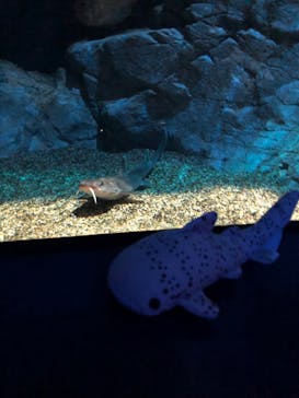 アクアワールド茨城県大洗水族館に投稿された画像（2024/2/29）