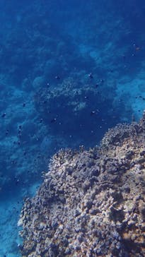 石垣島 ADVENTURE PiPi（イシガキジマアドベンチャーピピ）に投稿された画像（2024/2/29）