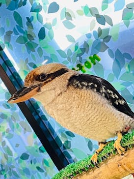 Moff animal world BIGHOPガーデンモール印西店に投稿された画像（2024/2/29）