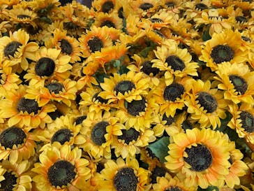 ゴッホ・アライブに投稿された画像（2024/2/29）