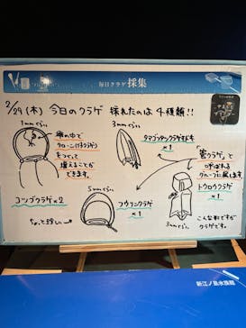 新江ノ島水族館に投稿された画像（2024/2/29）