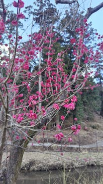 偕楽園本園に投稿された画像（2024/2/29）