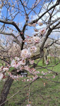 偕楽園本園に投稿された画像（2024/2/29）