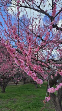 偕楽園本園に投稿された画像（2024/2/29）