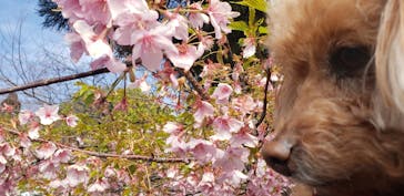 伊豆ぐらんぱる公園に投稿された画像（2024/2/29）