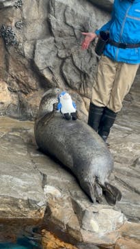しながわ水族館に投稿された画像（2024/2/29）