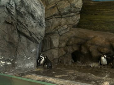 しながわ水族館に投稿された画像（2024/2/29）