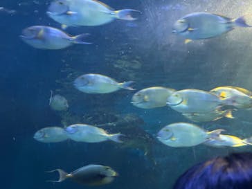 しながわ水族館に投稿された画像（2024/2/29）