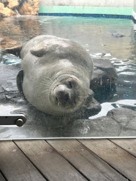 しながわ水族館に投稿された画像（2024/2/29）