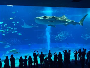 沖縄美ら海水族館に投稿された画像（2024/2/29）