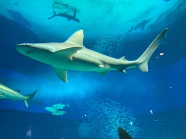 沖縄美ら海水族館に投稿された画像（2024/2/29）