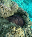 青の洞窟専門店　沖縄ダイビングショップ和に投稿された画像（2024/2/29）