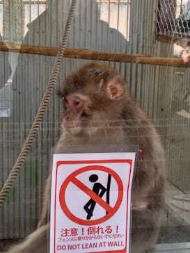 おさるランド＆アニタウン　日光さる軍団劇場に投稿された画像（2024/2/29）