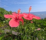 宮古島 ADVENTURE PiPi（ミヤコジマ アドベンチャー ピピ）に投稿された画像（2024/2/29）