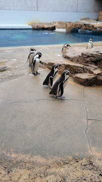 島根県立 しまね海洋館に投稿された画像（2024/2/29）
