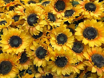 ゴッホ・アライブに投稿された画像（2024/2/29）