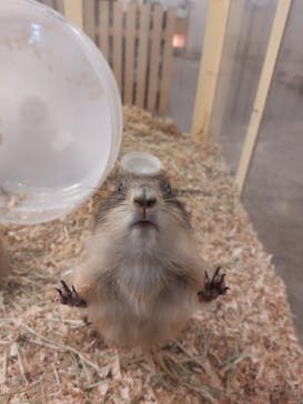 Moff アニマル カフェ イーアス 高尾店に投稿された画像（2024/2/29）