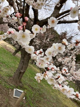 偕楽園本園に投稿された画像（2024/2/29）