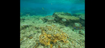 武藤潜水に投稿された画像（2024/3/1）