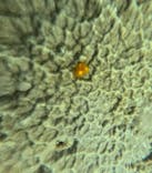 オースリーシュノーケル宮古島に投稿された画像（2024/3/1）