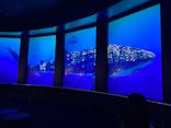 DMMかりゆし水族館に投稿された画像（2024/3/1）