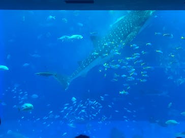 沖縄美ら海水族館に投稿された画像（2024/3/1）