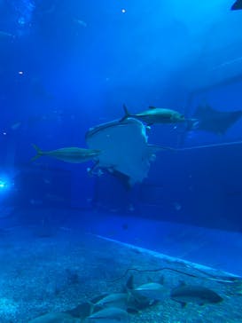 沖縄美ら海水族館に投稿された画像（2024/3/1）