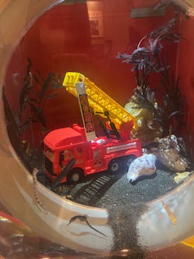 しながわ水族館に投稿された画像（2024/3/1）