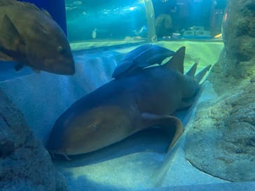 しながわ水族館に投稿された画像（2024/3/1）