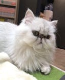 猫カフェモカ　アルシェ大宮店に投稿された画像（2024/3/1）