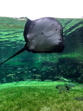 九十九島水族館海きららに投稿された画像（2024/3/1）