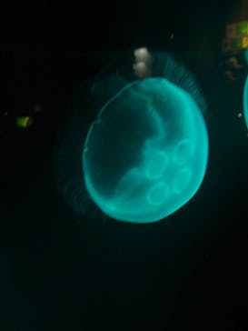 九十九島水族館海きららに投稿された画像（2024/3/1）