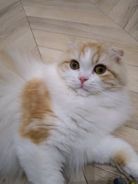 猫カフェモカ　イオンモール水戸内原店に投稿された画像（2024/3/1）