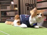 猫カフェモカ　アルシェ大宮店に投稿された画像（2024/3/1）