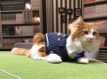 猫カフェモカ　アルシェ大宮店に投稿された画像（2024/3/1）