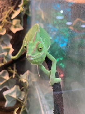 いきもの探検隊上尾に投稿された画像（2024/3/1）