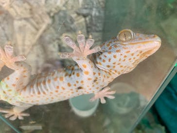 いきもの探検隊上尾に投稿された画像（2024/3/1）