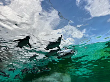 天王寺動物園に投稿された画像（2024/3/1）