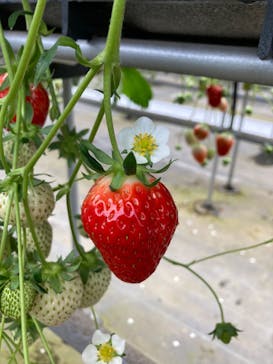 ICHIGOHOUSE.HITACHINAKAに投稿された画像（2024/3/1）