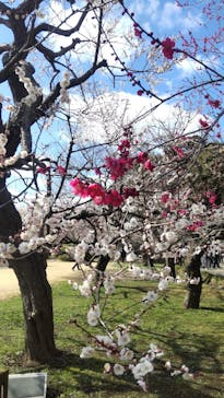 偕楽園本園に投稿された画像（2024/3/2）