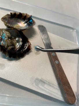 しながわ水族館に投稿された画像（2024/3/2）