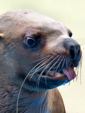 伊豆・三津シーパラダイスに投稿された画像（2024/3/2）