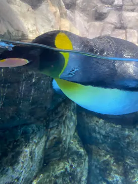 横浜・八景島シーパラダイスに投稿された画像（2024/3/2）