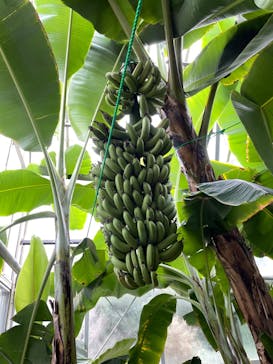 熱川バナナワニ園に投稿された画像（2024/3/2）