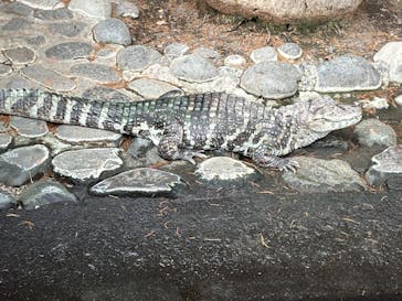 熱川バナナワニ園に投稿された画像（2024/3/2）