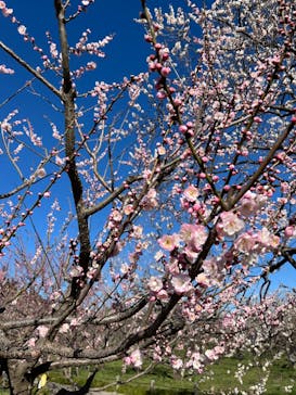 偕楽園本園に投稿された画像（2024/3/2）