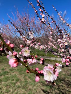 偕楽園本園に投稿された画像（2024/3/2）