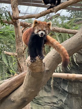 神戸どうぶつ王国に投稿された画像（2024/3/2）