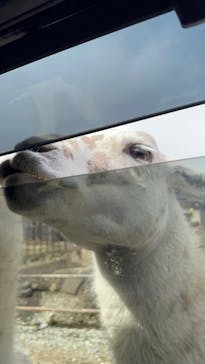 那須サファリパークに投稿された画像（2024/3/2）